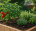 Sistem de microirigații plante recomandate instalat în rândul de tomate și plante aromatice