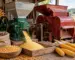 Moară de porumb și batoză alături, într-un context agricol realist